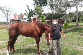 Ada Wisata Berkuda di Kecamatan Mestong