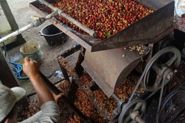 Warga desa Landih Bangli-Bali kelola Kopi Arabika Langkan
