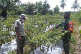 Babinsa di Aceh Utara lakukan pendampingan budidaya cabai di lahan kosong