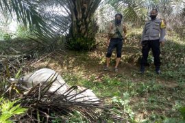 Harimau mangsa lembu milik warga di  Bahorok Langkat