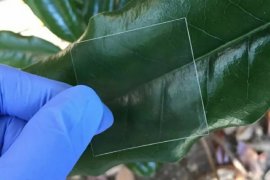 Peneliti kembangkan layar ponsel terbuat dari kayu