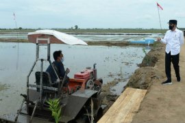 Other regions can emulate C Kalimantan food estate development: Jokowi