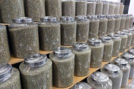 Ekspor kopi Gayo kian terpuruk, permintaan turun hingga 70 persen