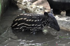 Kelahiran anak Tapir di Kebun Binatang Jambi