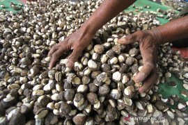 Pembuatan Biji Kemiri