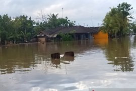 Ratusan rumah di Jembrana terendam banjir