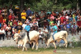 Silaturahim Peternak Sapi Jawa Page 1 Small