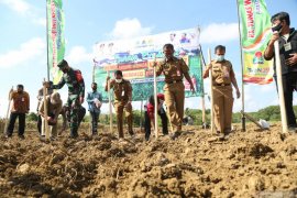 Tanah Laut bakal produksi benih jagung Katuju