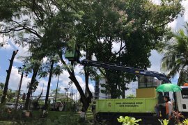 DLH intensifkan memangkas pohon perindang antisipasi musim hujan