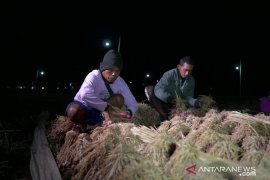 Bantu petani tingkatkan produksi bawang, PLN Pasuruan kembangkan "electrifying agriculture"