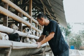 Begini strategi peternak  kembangkan usahanya ditengah  pandemi COVID-19