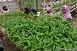 Borosnya pangan di Indonesia dan anjloknya daya saing bangsa