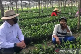 Kisah emak-emak di sentral pembibitan sawit PTPN V saat pandemi