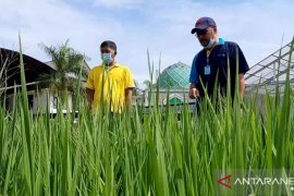 Provinsi Kalbar dapat perluasan areal tanam padi Kementan seluas 21.736 hektare
