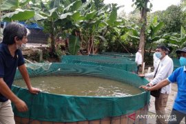 Permintaan lele di Bali meningkat di tengah COVID-19