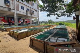 Satpol PP Kabupaten Landak manfaatkan lahan kantor untuk budidaya lele