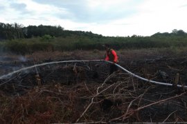 Lahan perkebunan milik PT AMP Plantation Agam terbakar