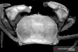 Ini dia dua spesies kepiting baru di area kerja Freeport