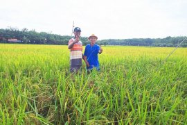 Warga Pulaulaut Timur harap pembangunan irigasi