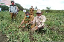 Bi Tiga Kabupaten Di Kalsel Kerja Sama Penuhi Kebutuhan Bawang Merah Antara News Kalimantan Selatan