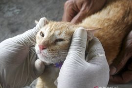 Polisi selidiki video viral dugaan oknum Brimob banting kucing