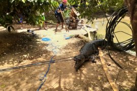 Tim Rescue DPKP Kutim Evakuasi Buaya di Kolam Ikan