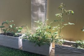 Warga Depok didorong maksimalkan lahan dengan konsep "urban farming"
