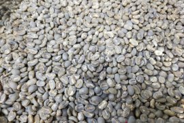 Tentang anjloknya harga kopi Gayo, ini kata Ketua AEKI Aceh