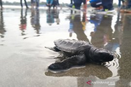 Latun : konservasi penyu di Bengkulu butuh perhatian