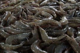 Udang masih jadi primadona permintaan global
