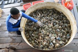 Permintaan kepiting soka beranjak normal