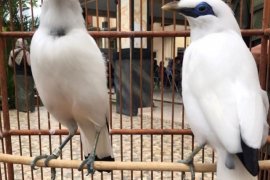 TNBB jadi "pilot project" pengawasan hutan berteknologi AI