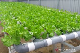 "Demam" tanaman organik hidroponik