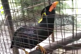 Beo di Taman Rimba bisa 'takbir'