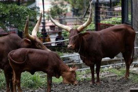 Sapi Afrika di taman rusa