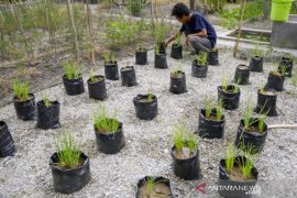 Uji coba pemupukan organik bawang batu di Sigi Page 1 Small