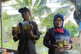 Pembudidaya ikan lele  produksi abon