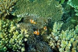 UNESCO  kembali akui tiga cagar biosfir  Indonesia