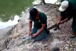 BKSDA Sulawesi Tenggara evakuasi buaya temuan warga Bombana ke Taman Nasional
