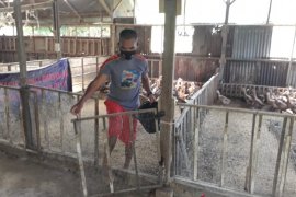 Polisi di Pariaman jadi petani motivasi warga untuk tingkatkan ekonomi (Video)