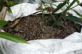 Bernilai ekonomis, masyarakat  di Tanah Datar manfaatkan pekarangan rumah budidaya jahe merah