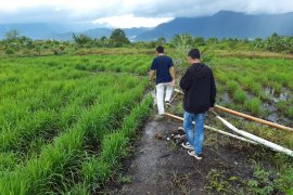 Anggaran pengelolaan pertanian padi di Lingga  berasal dari pusat