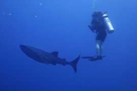 KKP dorong Pemda Gorontalo segera susun rencana daerah konservasi hiu paus