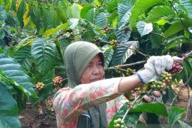 Volume resi gudang kopi naik 215 persen pada  kuartal III 2020