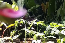 Janda bolong diburu pencinta tanaman hias