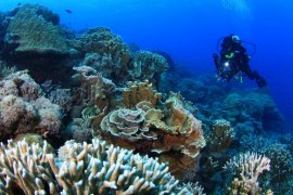 Blue Coral di Perairan Pulau Abang jadi andalan parwisata bahari Kota Batam