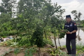 Petani jeruk Batola Kalsel harapkan nilai tambah