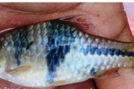 Ikan asli Sumatera masih hidup alami di sungai Desa Negara Batin, Lampung Timur