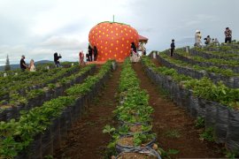 Kreatif, warga Alahan Panjang Kabupaten Solok kreasikan kebun stroberi jadi objek wisata