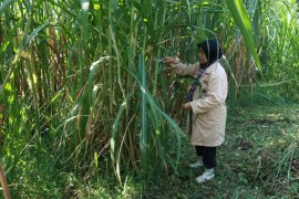 UGM mengembangkan rumput unggul hasil radiasi sinar gamma